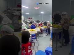 WG210 Электрическая промышленная упаковочная машина с предварительно изготовленным мешком для упаковки сухофруктов